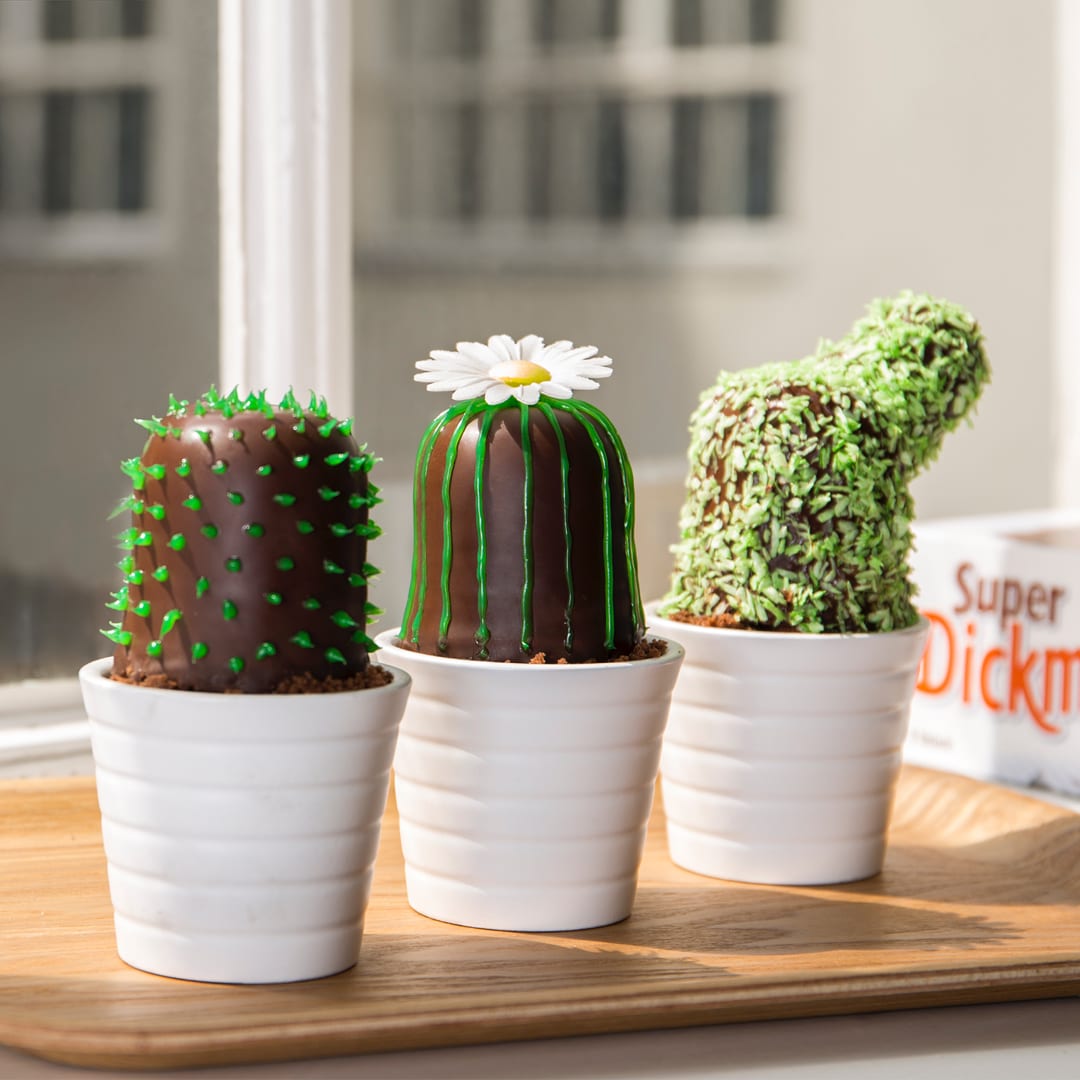 Stachelige Dickmann’s Kakteen